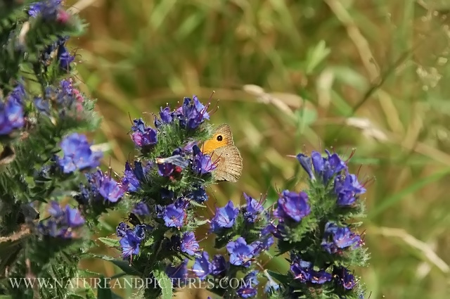 small heath butterfly.jpg - SMALL HEATH (LIKE A SMALL MEADOW BROWN) - BECOMMING RARER, AS IT DOES NOT MOVE FROM ITS TERRITORY FROM WHENCE IT WAS BORN) - 2nd JULY 2006 - HERE ON VIPER'S BUGLOSS - WINSPIT VALLEY, DORSET